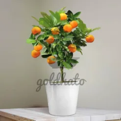 Kumquat Tree: golden fruit kumquat tree Virginia