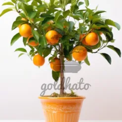 Kumquat Tree: dwarf ornamental kumquat tree Virginia